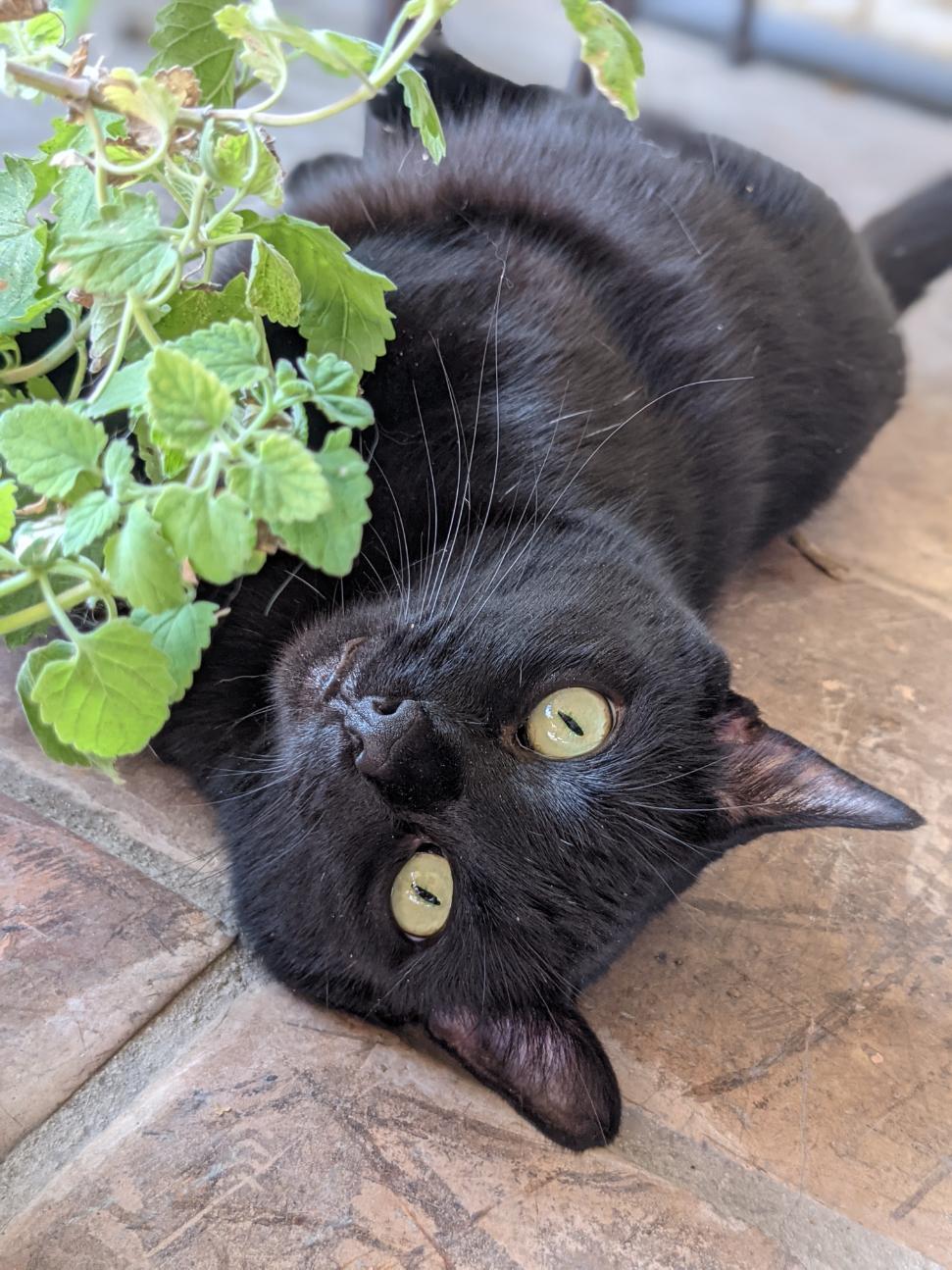 One of our cats enjoying a roll in the catnip