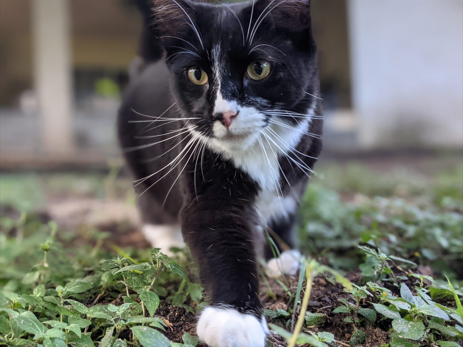 Bug, a tuxedo cat walking toward the camera through green ground cover